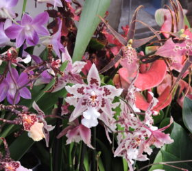 Édition 2019 de Rêve d'orchidées : des odontoglossums lumineux